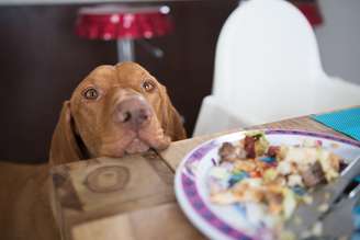 Descubra os alimentos que devem ficar longe do seu pet