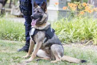 Os cães policiais auxiliam diretamente em investigações e reúnem características específicas