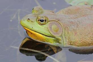 A presença de uma espécie exótica de rã tem despertado preocupação em Florianópolis devido ao seu potencial impacto sobre os ecossistemas locais. Trata-se da rã-touro (Aquarana catesbeiana), originária da América do Norte e que chegou ao Brasil na década de 1930 para abastecer criadouros destinados à produção de carne. Apesar do propósito inicial, ela acabou se espalhando para ambientes naturais em diferentes regiões do país. O anfíbio recebeu esse nome por causa do som grave que produz, semelhante ao mugido de um boi.