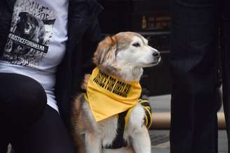 Um cachorro com uma bandana escrita 'Justiça por Orelha' participa de manifestação.