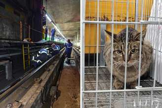 Funcionários do Metrô resgatam gato nos trilhos | Animal na gaiola após ser retirado dos trilhos