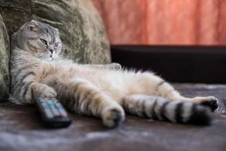 A visão dos pets funciona de maneira diferente da humana, o que influencia a forma como eles percebem a televisão