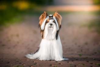 As características únicas do biewer terrier conquistaram admiradores em diferentes países