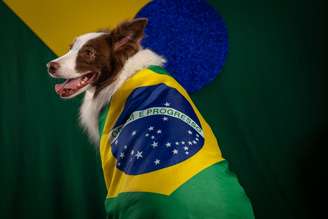 Planejar a rotina dos pets antes dos jogos minimiza impactos negativos
