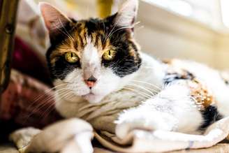Quando idosos, os gatos tendem a dormir mais, brincar menos e buscar mais conforto