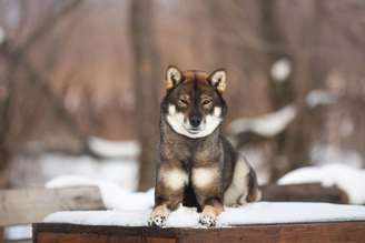 O shikoku é considerado um monumento natural do Japão