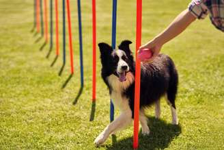 Veja as raças de cachorro mais inteligentes