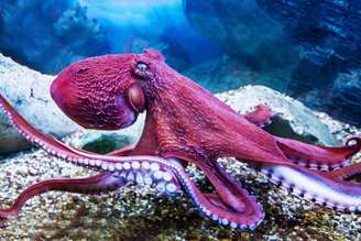 O polvo gigante (_Enteroctopus dofleini_) vive nas águas do Pacífico: inteligentes e muito diferentes dos humanos, estudar os polvos poderia servir como um ensaio do que significaria nos depararmos com uma mente de outro mundo. Victor1153/Shutterstock