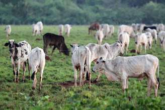 Grupo Prime Agro trabalha com nutrição animal e recuperação de solo para pastagens