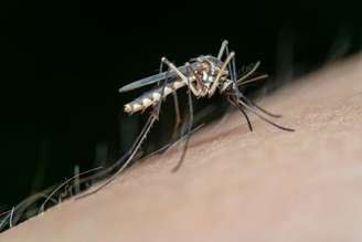 Diga adeus aos mosquitos: aprenda o truque do papel higiênico.
