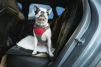 Cuidados simples ajudam a garantir a segurança do animal e do tutor em viagens de carro