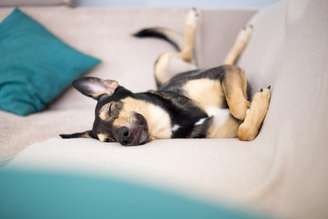 Dormir perto do tutor é um comportamento natural para muitos cães