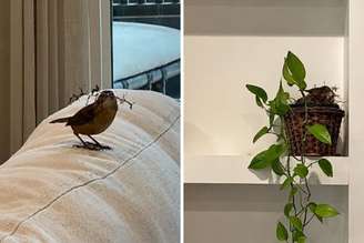 Passarinho invade casa e faz ninho em planta