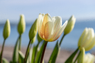 Com os cuidados certos, é possível garantir que as tulipas floresçam mesmo em clima tropical