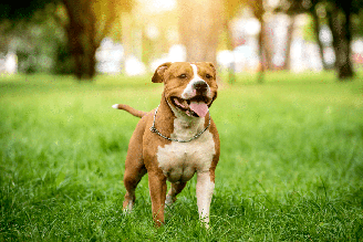 O american staffordshire terrier chama atenção pela estrutura robusta, agilidade e companheirismo