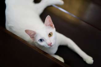 Os gatos asiáticos estão entre as mais conhecidos e admirados do mundo