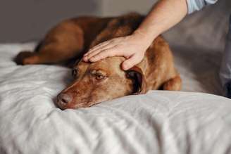 Entenda a depressão em cachorros