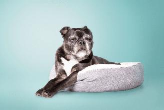 A redução da energia é comum em pets idosos, que costumam alternar momentos de atividade com cochilos mais frequentes