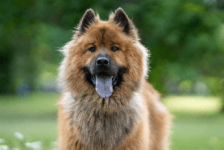 A língua azulada de algumas raças costuma surpreender quem vê esses cães de perto pela primeira vez