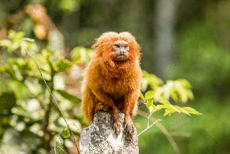 O mico-leão-dourado é símbolo da luta pela preservação da Mata Atlântica e da biodiversidade brasileira
