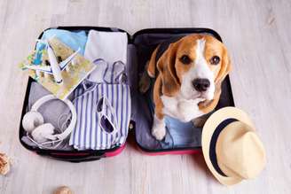 Confira os principais cuidados para garantir uma viagem tranquila com seu pet