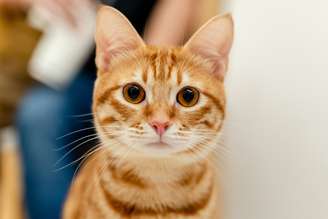 Gato laranja
