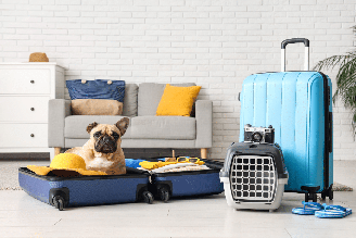 Viajar com segurança faz toda a diferença para o bem-estar do pet
