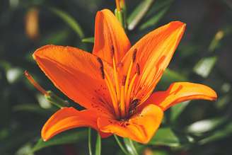 Com sua beleza e fragrância, o lírio vai muito além da decoração e do paisagismo em si. Afinal, esta flor carrega consigo uma rica simbologia e história, ligada diretamente à pureza, inocência e renovação. Além de ser, de forma frequente, utilizada em casamentos e cerimônias religiosas.