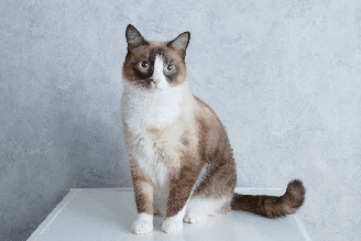 Com olhos azuis, esses gatos encantam pela aparência marcante e conquistam admiradores em diferentes partes do mundo