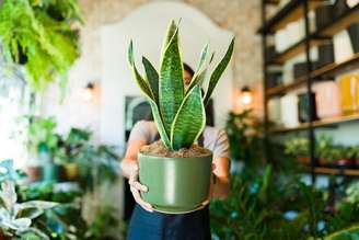 Confira as melhores plantas que protegem seu lar
