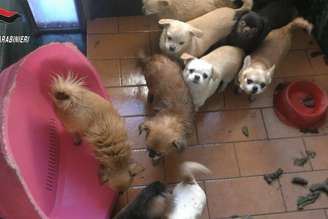 Em caso similar anterior, polícia resgatou 41 cães de maus-tratos na Itália