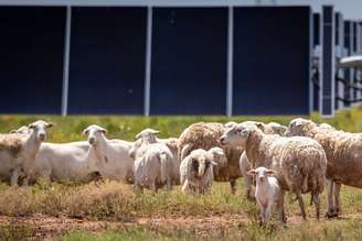 O Texas instalou milhões de painéis solares onde antes havia campos abertos. Eles contrataram 3.000 ovelhas para fazer a manutenção do local.