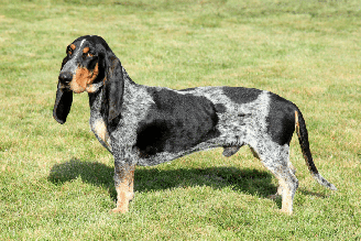 O basset azul da Gasconha se destaca pelo corpo alongado e temperamento ativo e carinhoso