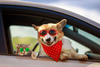 Cachorros e gatos também precisam de atenção especial durante as férias