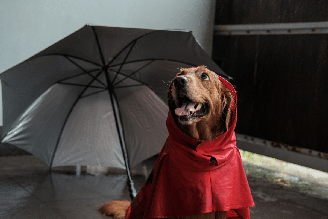  “The Umbrella Academy” conquistou muito fãs nos últimos anos e inspira nomes criativos para cachorros