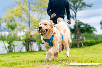 Observar o comportamento, a aparência física e os hábitos do cachorro no dia a dia é uma das formas mais simples de identificar se o pet está saudável
