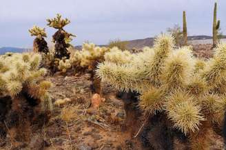 Os espinhos dos cactos cholla saltadores são um excelente exemplo de como a evolução cria ferramentas especializadas de perfuração: pedaços dos cactos devem ficar presos na pele dos animais para que a planta se espalhe no ambiente via clonagem. Tony Cyphert/Flickr, CC BY-NC-SA