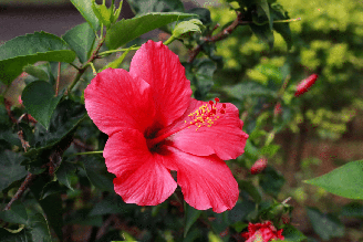 O ritual com hibisco e rosa vermelha cria um espaço para se reconectar com seus sentimentos