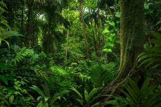 Pesquisa mostra que florestas tropicais da América do Sul, como a Amazônica, deixaram de absorver carbono durante o El Niño de 2015-2016: corremos o risco de testemunhar perdas de árvores e de carbono em escalas nunca antes vistas em repetição do evento climático extremo prevista para este ano. Teo Tarras / Shutterstock