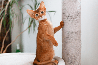 "A Casa do Dragão" pode ser uma ótima fonte de inspiração de nomes para gatos