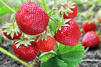O morango é uma fruta versátil, nutritiva e benéfica para a saúde