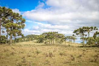 Floresta de araucárias e campos de pastagem nas regiões de altitude do Sul do Brasil: lições do passado podem nos ajudar a conservar esse ecossistema antigo e em risco devido a anos de exploração madeireira, expansão agrícola e as recentes mudanças no clima. Diego Murta/Shutterstock