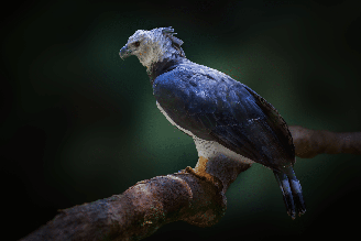 O gavião-real desperta admiração por onde passa e é uma das aves de rapina mais impressionantes do mundo