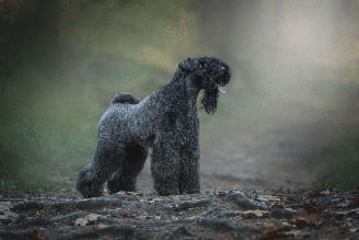 O kerry blue terrier ganhou projeção no século 20 e se tornou conhecido em diferentes partes do mundo