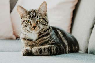 Gato