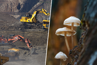 Em 2019, descobrimos fungos que metabolizam ouro. Há quem já busque transformá-los na chave para a mineração espacial.
