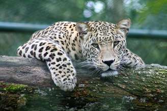 Leopardo