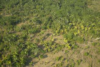 Quando as pastagens são abandonadas, a floresta ganha uma nova chance, com o surgimento de capoeiras que podem ajudar a restaurar a biodiversidade e contribuir para a redução do carbono atmosférico. Margarete Brandão/Wikipedia, CC BY