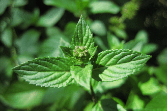 O levanta é amplamente cultivado por seu aroma característico, sabor refrescante e propriedades medicinais