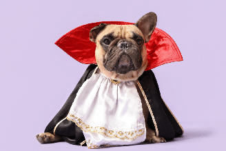 A série “Diários de um Vampiro” é uma ótima fonte de inspiração para nomes de cachorros